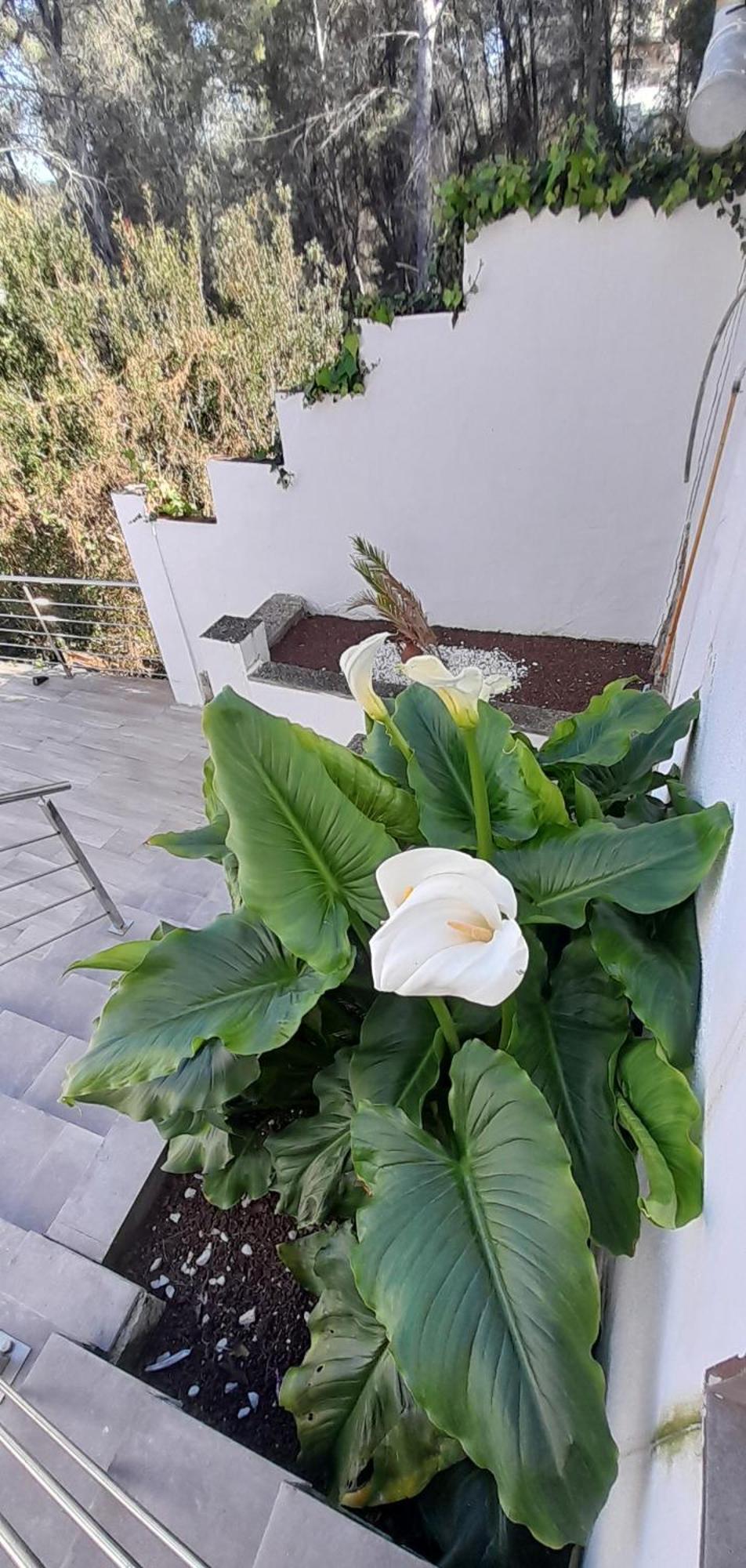 Villa Avril Piscina Privada Y Amplias Terrazas Olivella Bagian luar foto