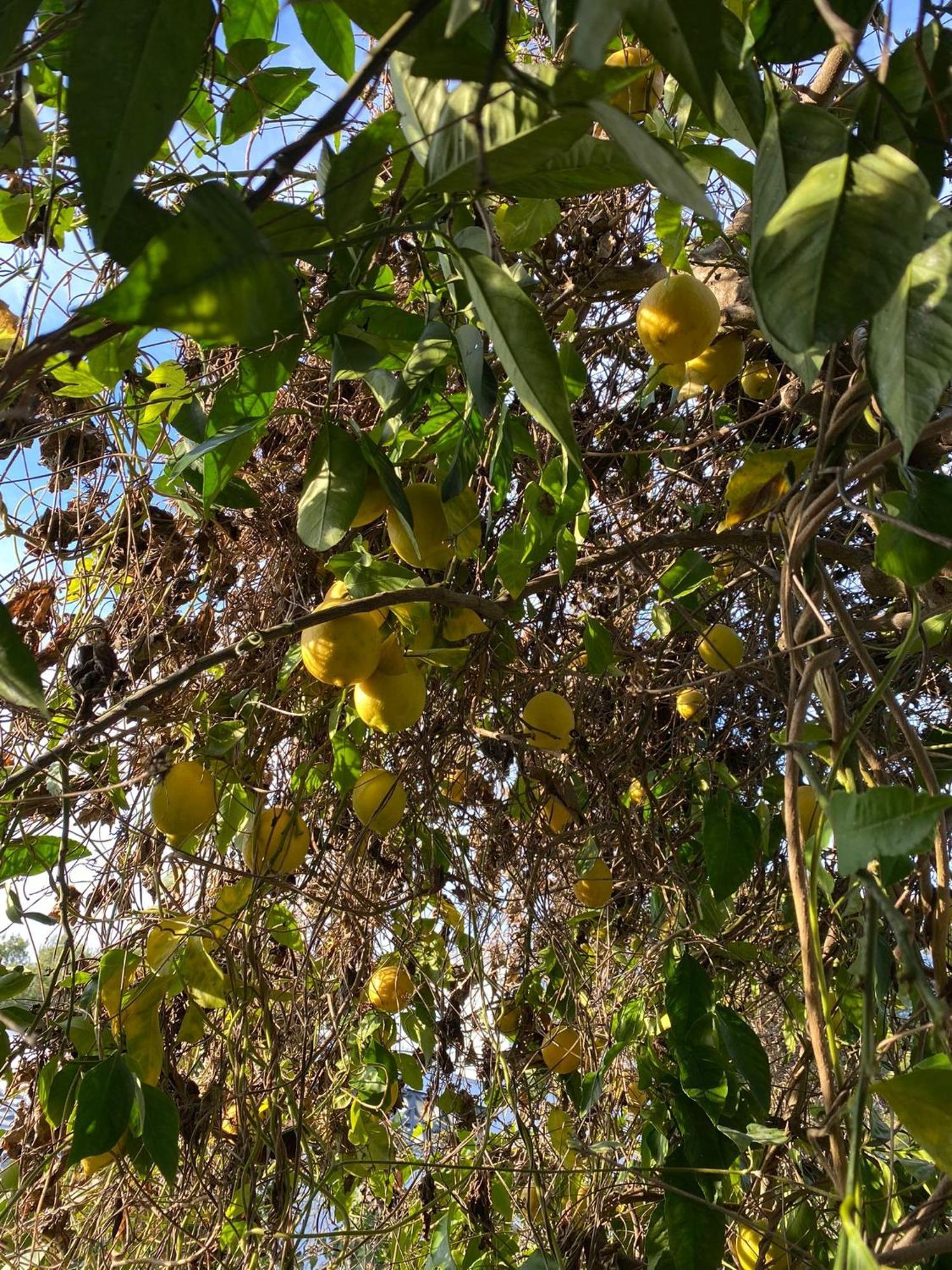 Villa Avril Piscina Privada Y Amplias Terrazas Olivella Bagian luar foto